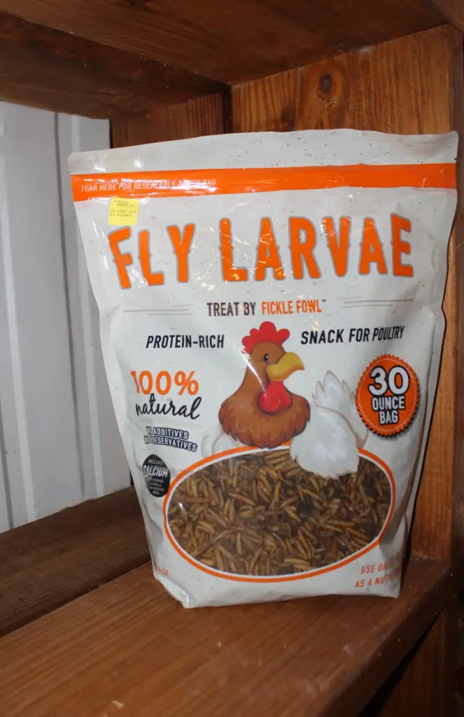Fly Larvae 